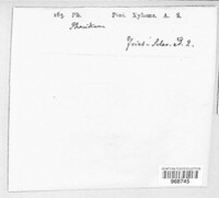 Therrya pini image